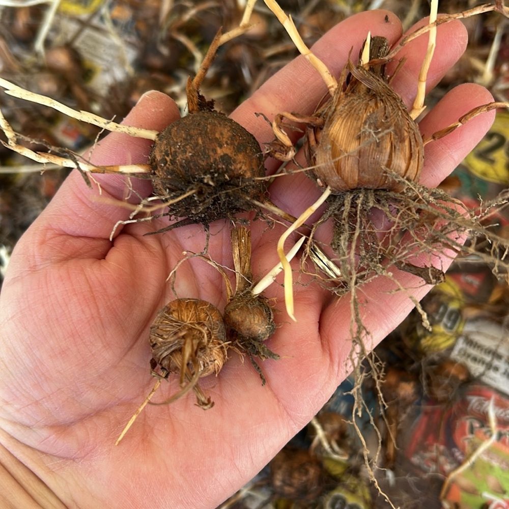 Crocosmia Flower Bulbs 12 - Picture 2 of 2